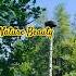 Nature Beauty Shortvideo Abba