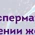 Не надо так женщина живущая по принципу сперматозоида Кондаков В С