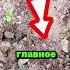 Легко избавился от тли и муравьев на даче сад огород дача рассада урожай