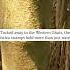 Myristica Swamps Trailer Species Habitats Awareness Programme The Habitats Trust Films