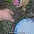 Minion Learns About Plates Narrowayhomestead Theoneandonlyminion Farmdog Traineddog