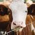 Cow Moo Sound 5 Animal Sounds Sound Effect Ringtone