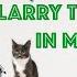 Cat TV Larry The Lizard S Fiesta In Mexico