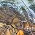 River Fly Fishing For GOLDEN Fish
