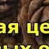 Основная ценность кедровых орехов За что так любят кедровый орех