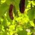 May 23 2025 GROWING MULBERRY IN PASO ROBLES CA ZONE 9a
