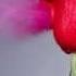 St Valentine S Day Massacre Instrumental Demo