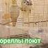 Попугаи кореллы поют попугаи корелла песни