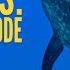 Dolphins Breaking The Code Full Episode