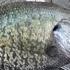 Reel Foot Lake Tennessee Fishing 2024