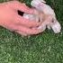 Rabbit Quyon