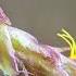 Do You Know This Plant Tussilago Farfara