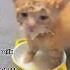 Top 5 Funny Cat Moments