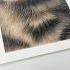 Get This In Your Diary Read More In Description Colouredpencil Drawing Cat