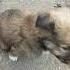 Cutest Puppy Mr Brownie Shorts Youtubeshorts Dog Puppies Pets Love Doglover Animallover