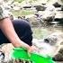 After Clearing The Grass To Prepare The Land For The New Crop My Mother Picked Up Many Stream Snails