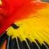 Unbelievable Bird Behaviours BBC Earth