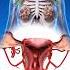 Reproduction 3D Animation Female Reproductive System