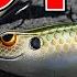 Top 5 Baits For June Bass Fishing