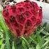 Basket Stinkhorn Fungus Yuk