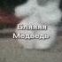 мем бля медведь