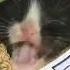 Asian Man Teaches Kitten Saria S Song 1 Hour Extended