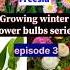 How To Sow Freesia Bulbs With Updates Gardening Youtubeshorts Shorts Bloomyesha