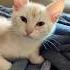 Post Catnap Conversation Asmr Kitten Gingercats Purring Meow Purr Catasmr Orangecat