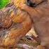 Friendship Puppy And Chicken A Beautiful Moment 191 Shorts