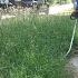 FAMILY Was STRUGGLING FINANCIALLY MOWER BROKE So I STEP In And HELPED Them Out With FREE CLEAN UP