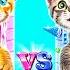 Mom Vs Stepmom Best Hacks For Pet Owners