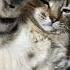 Cute Cat Videos Cat Videos Compilation 2022 75 Funny Cat Videos2022 Atb Animal Videos