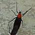 Aww Lovebugs Marchfly Caught Mating Bug Matingseason Insects Nature Lovebug Shorts Ytshorts