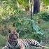 Chota Dadiyal Of Tadoba Junona Buffar Zon