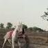 Horse 2025 Newsong Music Song Horse Sansansehorhorse Horseracing 2025 Equestrianjourney
