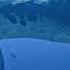 Most Dangerous Birth In Prehistoric Oceans Walking With Dinosaurs 1999 BBC Earth