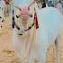Cow Qurbanvlogs Bakraeidspecial Eiduladha2023 Bakr Cowvideos Animals Bakramandi Bull Foryoupage