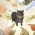 The Spinning OIIA Cat Memes