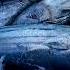 Why Tuna Fish Are Super Fast