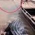 DETERMINED TO HELP A FRIEND EVEN THOUGH A CROCODILE FACES HIS FACE Scary Alligator Crocodile