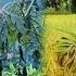 Tuyet S Ex Mother In Law Came To Ask For Rice But Did Not See Tuyet