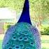 Peacocks Make Sex Noises Sounds Attention Of Females