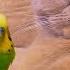 Cat And Bird Best Friends Funny Animals