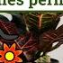 Getting Rid Of Fungus Gnats Or Sciarid Flies Permanently