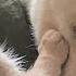 Cats Help Raise Blind Dog