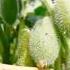 Squirting Cucumber