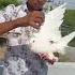 Pigeon Kabutar Youtubeshorts Vilogpigeon Bird Kabutar Trendingshorts Video