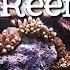 Exploring The Coral Reef Learn About Oceans For Kids FreeSchool