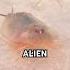My ALIEN Pets Got WAY Bigger