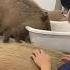 OK I Pull Up Capybara Played By Pianist Shorts Capybara Animals 動物 カピバラ